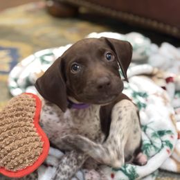 Purple - Liver roan female German Shorthaired Pointer puppy in Ozark, Alabama from Judy Creek GSP's