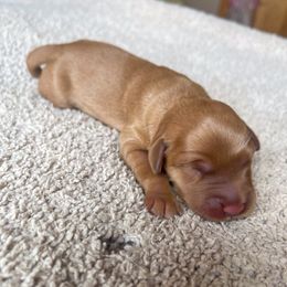 Bella - Golden female Golden Retriever puppy in Wellington, Colorado from High Country Golden Retrievers