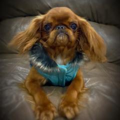 Vella  - English Toy Spaniel