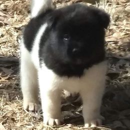 Akita Puppies from Mizuki Akita LLC.