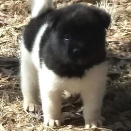 Akita Puppies from Mizuki Akita LLC.