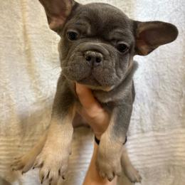 Dex - Blue male French Bulldog puppy in Springfield, Missouri from Taylor