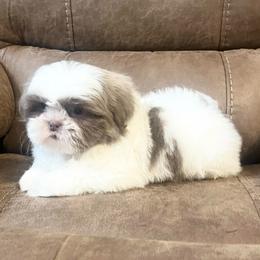 AKC Ruger - Blue and white male Shih Tzu puppy in Greenville, South Carolina from Babyface Shih Tzu