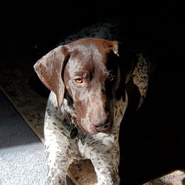 Vizslas from Wingpointer Gun Dogs