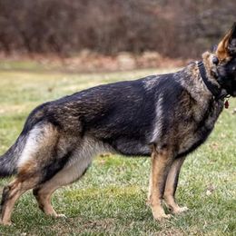 German Shepherds from Spodnick's K-9
