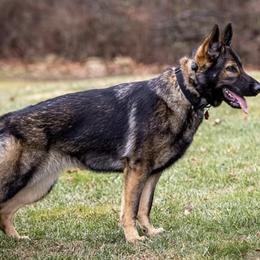 German Shepherds from Spodnick's K-9