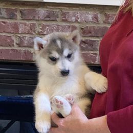 Girl 1-Lavender Collar - Gray and white Siberian Husky puppy in Atlanta, Georgia from Halo Siberians & Shiba Inu