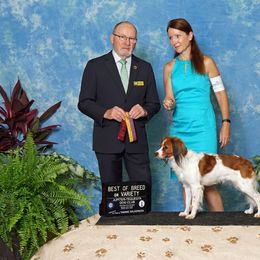 Nederlandse Kooikerhondje All Grown Up from Noble Pines Kooikerhondjes