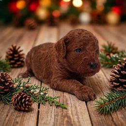 Girl 2 - Red  female Poodle puppy in Mc Henry, Illinois from Sunset Maple Poodles