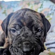 Molosser (Bully x) Puppies from Riot River Mastiffs
