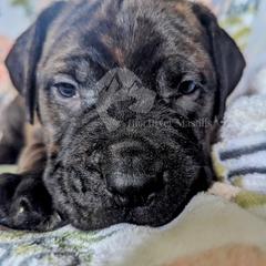 Molosser (Bully x) Puppies from Riot River Mastiffs