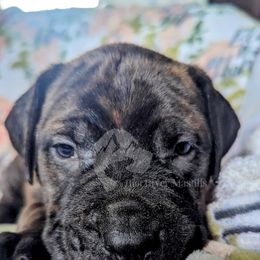Molosser (Bully x) Puppies from Riot River Mastiffs