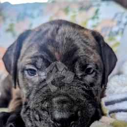 Molosser (Bully x) Puppies from Riot River Mastiffs