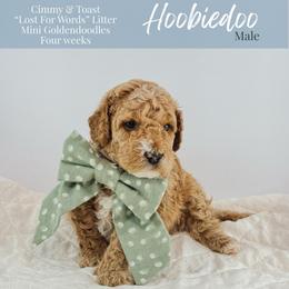 Hoobiedoo - Apricot male Goldendoodle puppy in Paxville, South Carolina from Pack Street Pups
