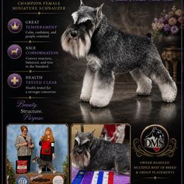 Eliana (AKC CHAMPION) - Miniature Schnauzer
