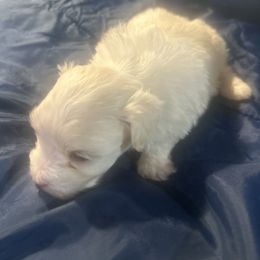 Winter - White male Maltese puppy in Merrillville, Indiana from Holley's Lovable Maltese Puppies