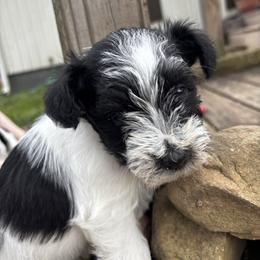 Girl 1 - Parti female Miniature Schnauzer puppy in Dunlap, Tennessee from Beards of Glory