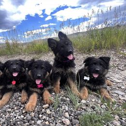 German Shepherd and Golden Retriever Puppies from Sweetheart Therapy Dogs LLC