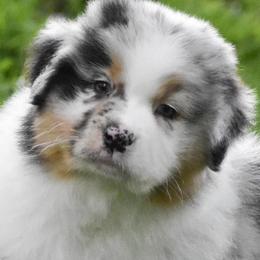 Thunder - Blue merle male Australian Shepherd puppy in Easton, Missouri from MMA Kennel