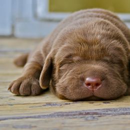 Labrador Retriever Puppies from Sula Peak Water Dogs LLC