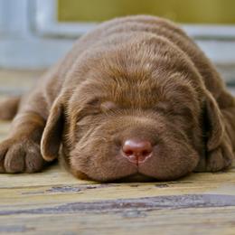 Labrador Retriever Puppies from Sula Peak Water Dogs LLC