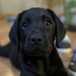 Blue collar - Black male Labrador Retriever puppy in Dayton, Tennessee from Whiskey Mountain Labradors