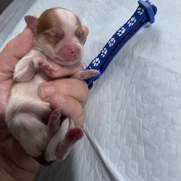 Pax AKC registered - Fawn sable male Havanese puppy in Cochran, Georgia from Dean Supreme