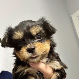 Boy 2 - Black and white male Havanese puppy in Walpole, Massachusetts from Golden Glen Havanese