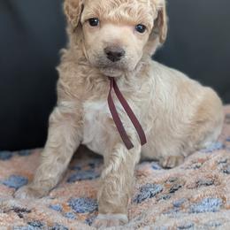 Brown Boy - Cream male Poodle puppy in Hillsboro, Illinois from Sarah's Poodles