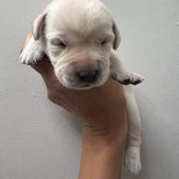 Male Pick Number 4 - Yellow male Labrador Retriever puppy in Husser, Louisiana from Kristen