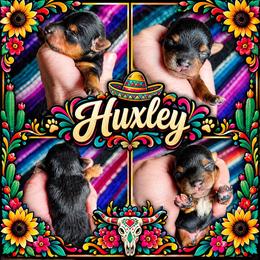 Huxley - Black and tan male Yorkshire Terrier puppy in Moses Lake, Washington from Harmony Hills Yorkies