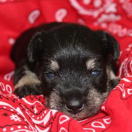 Gage - Black and silver male Miniature Schnauzer puppy in Richardton, North Dakota from Crooked Tree Ranch