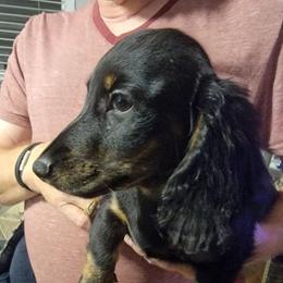 DOUG - Brindle male Dachshund puppy in Paradise, Texas from C and J Minis
