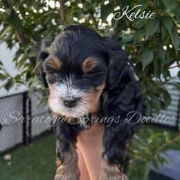 Kelsi - Tri-color female Bernedoodle puppy in Saratoga Springs, Utah from Saratoga Springs Doodles