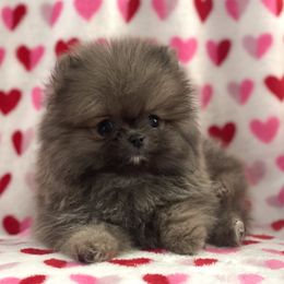Pomeranian Puppies from POMS USA