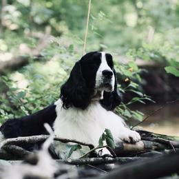 Elmer - English Springer Spaniel