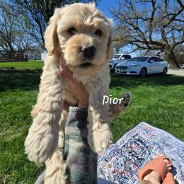 Dior - Cream female Goldendoodle puppy in Red Oak, Iowa from Fisher Pups-Stay Golden with a Doodle