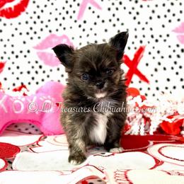 Puma - Fawn brindled black male Chihuahua puppy in Anderson, South Carolina from Lil Treasures Chihuahuas