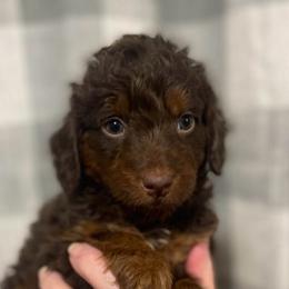 Kubota (green collar) - Red phantom male Aussiedoodle puppy in Mouth Of Wilson, Virginia from HoneyBunn Doodle Co.