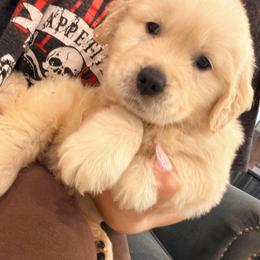 Willie Nelson - Light golden male Golden Retriever puppy in Shingle Springs, California from Creamy Retrievers