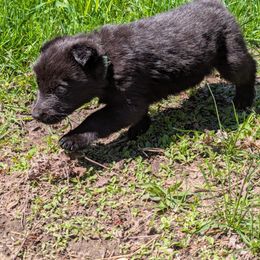 German Shepherd and Siberian Husky Puppies from Sstar