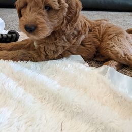 Goldendoodle Puppies from Frannie's Goldendoodle Puppies