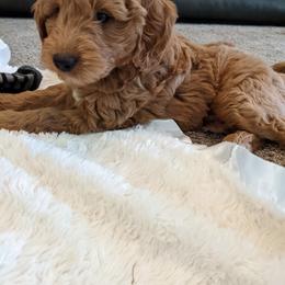 Goldendoodle Puppies from Frannie's Goldendoodle Puppies