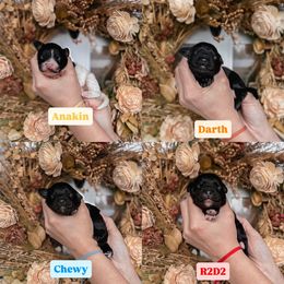 Spot 5 - Parti female Goldendoodle puppy in Damascus, Oregon from Emma Doodles