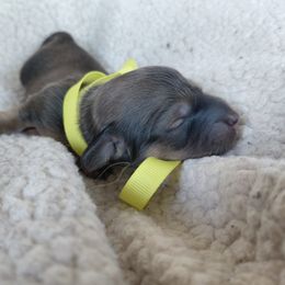 Yellow girl - Cream female Dachshund puppy in Alachua, Florida from Asperida Spinoni and Dachshunds