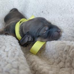 Yellow girl - Cream female Dachshund puppy in Alachua, Florida from Asperida Spinoni and Dachshunds