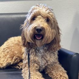 Chase - Goldendoodle