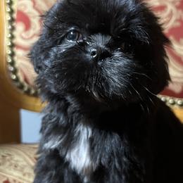 Shih Tzus from Precious Lil Tzus