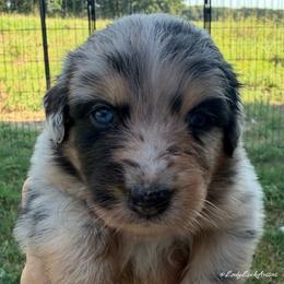 SUPERGIRL-Blue Merle Female - Blue merle female Australian Shepherd puppy in Gainesville, Texas from Lady Luck Aussies