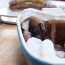 Mark - Black gold and white male Shih Tzu puppy in Hatfield, Pennsylvania from Chrysanthemum Creek